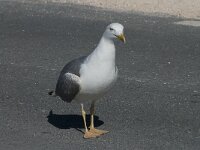 Larus michahellis 72, Geelpootmeeuw, Saxifraga-Willem van Kruijsbergen