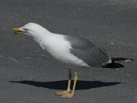 Larus michahellis 73, Geelpootmeeuw, Saxifraga-Willem van Kruijsbergen