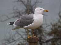 Larus michahellis 74, Geelpootmeeuw, Saxifraga-Peter Meininger