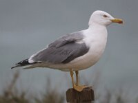 Larus michahellis 75, Geelpootmeeuw, Saxifraga-Peter Meininger