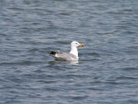 Larus michahellis 77, Geelpootmeeuw, Saxifraga-Dirk Hilbers