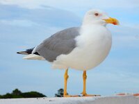 Larus michahellis 81, Geelpootmeeuw, Saxifraga-Ed Stikvoort