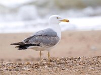 Larus michahellis 91, Geelpootmeeuw, Saxifraga-Bart Vastenhouw