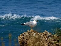 Larus michahellis 92, Geelpootmeeuw, Saxifraga-Hans Grotenhuis
