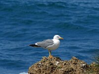 Larus michahellis 93, Geelpootmeeuw, Saxifraga-Hans Grotenhuis