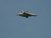 Larus michahellis ssp atlantis 8, Geelpootmeeuw, Saxifraga-Jan van der Straaten