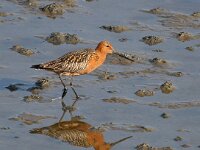Limosa lapponica 10, Rosse grutto, Saxifraga-Bart Vastenhouw