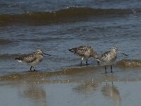 Limosa lapponica 12, Rosse grutto,  Saxifraga-Willem van Kruijsbergen