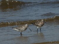 Limosa lapponica 13, Rosse grutto,  Saxifraga-Willem van Kruijsbergen
