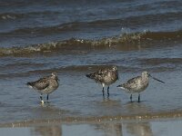 Limosa lapponica 14, Rosse grutto,  Saxifraga-Willem van Kruijsbergen