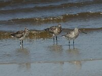 Limosa lapponica 15, Rosse grutto,  Saxifraga-Willem van Kruijsbergen