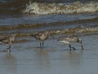 Limosa lapponica 16, Rosse grutto,  Saxifraga-Willem van Kruijsbergen