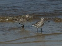 Limosa lapponica 20, Rosse grutto,  Saxifraga-Willem van Kruijsbergen