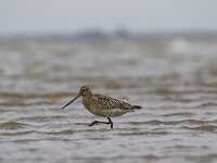 Limosa lapponica 22, Rosse grutto, Saxifraga-Dirk Hilbers