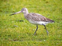 Limosa lapponica 28, Rosse grutto, Saxifraga-Bart Vastenhouw
