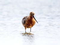 Limosa lapponica 29, Rosse grutto, Saxifraga-Bart Vastenhouw