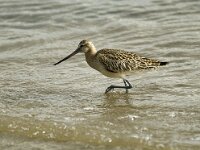 Limosa lapponica 3, Rosse grutto, Saxifraga-Piet Munsterman