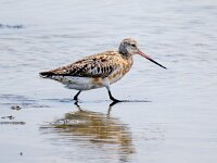 Limosa lapponica 30, Rosse grutto, Saxifraga-Bart Vastenhouw