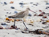 Limosa lapponica 37, Rosse grutto, Saxifraga-Bart Vastenhouw