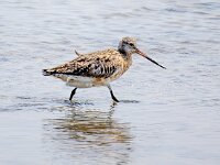 Limosa lapponica 38, Rosse grutto, Saxifraga-Bart Vastenhouw