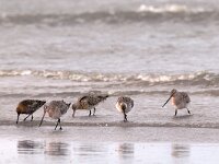 Limosa lapponica 4, Rosse grutto, Saxifraga-Piet Munsterman