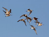 Limosa lapponica 5, Rosse grutto, Saxifraga-Piet Munsterman