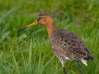 Limosa limosa 10, Grutto, Saxifraga-Jan Nijendijk