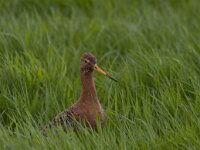 Limosa limosa 101, Grutto, Saxifraga-Jan Nijendijk