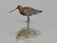 Limosa limosa 105, Grutto, Saxifraga-Peter Meininger