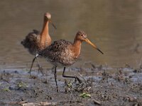 Limosa limosa 107, Grutto, Saxifraga-Bart Vastenhouw