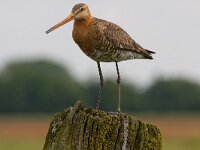 grutto  grutto in Putterpolder : Limosa limosa