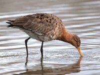 Limosa limosa 112, Grutto, Saxifraga-Bart Vastenhouw