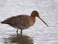 Limosa limosa 114, Grutto, Saxifraga-Bart Vastenhouw