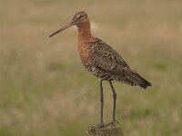 Limosa limosa 116, Grutto, Saxifraga-Jan Nijendijk