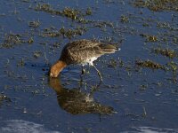 Limosa limosa 118, Grutto, Saxifraga-Jan Nijendijk