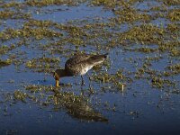 Limosa limosa 122, Grutto, Saxifraga-Jan Nijendijk