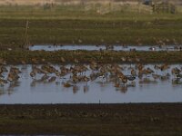 Limosa limosa 128, Grutto, Saxifraga-Jan Nijendijk