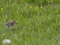 Limosa limosa 145, Grutto, Saxifraga-Jan Nijendijk