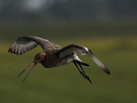 Limosa limosa 164, Grutto, Saxifraga-Luuk Vermeer