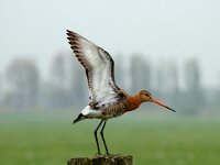 Limosa limosa 18, Grutto, Saxifraga-Piet Munsterman