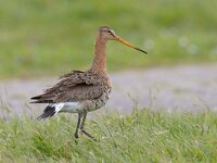 Grutto, Limosa limosa; Black-tailed Godwit  Grutto, Limosa limosa; Black-tailed Godwit : Black-tailed Godwit, Grutto, Limosa limosa, Rode lijster, gras, grass, grassland, steltloper, summer plumage, wader, weide, weidevogel, zomerkleed