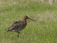 Limosa limosa 32, Grutto, Saxifraga-Mark Zekhuis