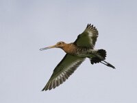 Limosa limosa 35, Grutto, Saxifraga-Mark Zekhuis