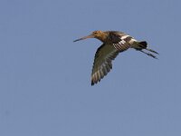Limosa limosa 39, Grutto, Saxifraga-Mark Zekhuis