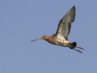 Limosa limosa 40, Grutto, Saxifraga-Mark Zekhuis
