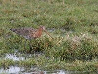 Limosa limosa 42, Grutto, Saxifraga-Jaap Schelvis