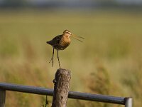 Grutto; Black-tailed Godwit  Grutto; Black-tailed Godwit : Bedreigde vogel, IUCN Red List, Near threatened species, beschermde soort, breeding bird, meadow bird, protected species, summer visitor