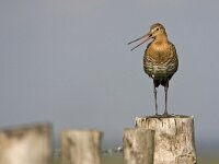 Grutto; Black-tailed Godwit  Grutto; Black-tailed Godwit : Bedreigde vogel, IUCN Red List, Near threatened species, beschermde soort, breeding bird, meadow bird, protected species, summer visitor