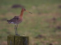 Limosa limosa 50, Grutto, Saxifraga-Jan Nijendijk