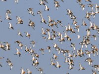 Limosa limosa 59, Grutto, Saxifraga-Piet Munsterman